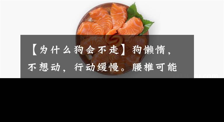 【为什么狗会不走】狗懒惰，不想动，行动缓慢。腰椎可能有问题，主人要重视文章配图