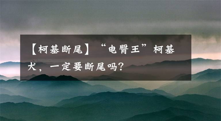 【柯基断尾】“电臀王”柯基犬，一定要断尾吗？