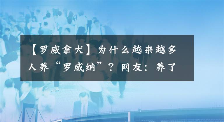 【罗威拿犬】为什么越来越多人养“罗威纳”？网友：养了就不想换狗了