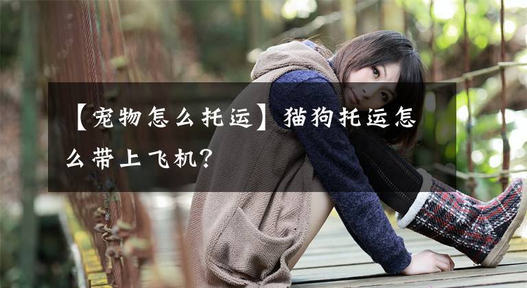 【宠物怎么托运】猫狗托运怎么带上飞机？