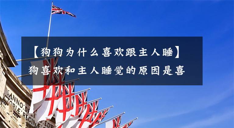 【狗狗为什么喜欢跟主人睡】狗喜欢和主人睡觉的原因是喜欢你。不要自恋。事实上，有这7个理由文章配图