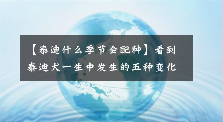 【泰迪什么季节会配种】看到泰迪犬一生中发生的五种变化，热泪盈眶！文章配图