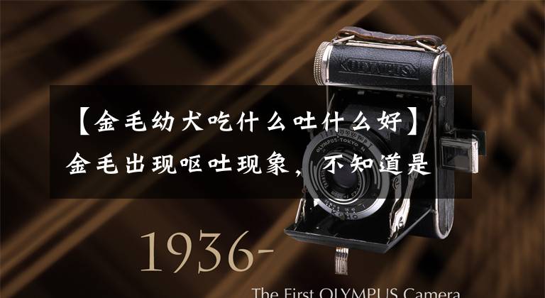 【金毛幼犬吃什么吐什么好】金毛出现呕吐现象，不知道是什么原因？一起看吧文章配图