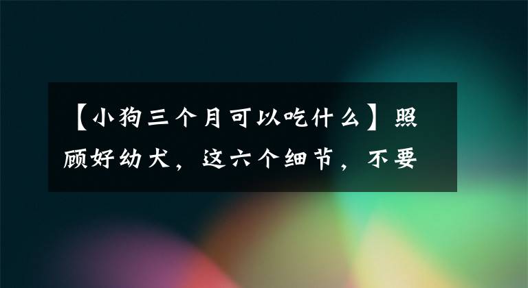 【小狗三个月可以吃什么】照顾好幼犬，这六个细节，不要忽略屎官。文章配图