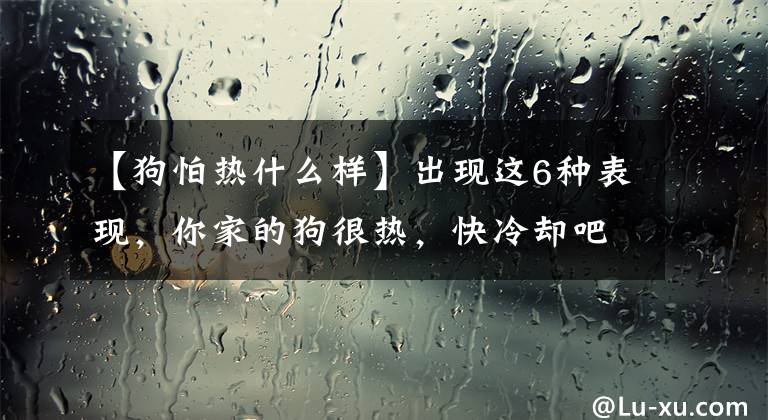 【狗怕热什么样】出现这6种表现，你家的狗很热，快冷却吧。文章配图