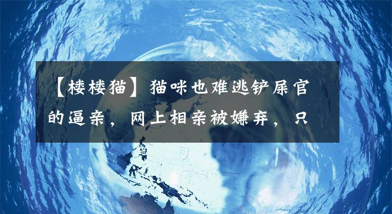 【楼楼猫】猫咪也难逃铲屎官的逼亲，网上相亲被嫌弃，只因家庭条件配不上！