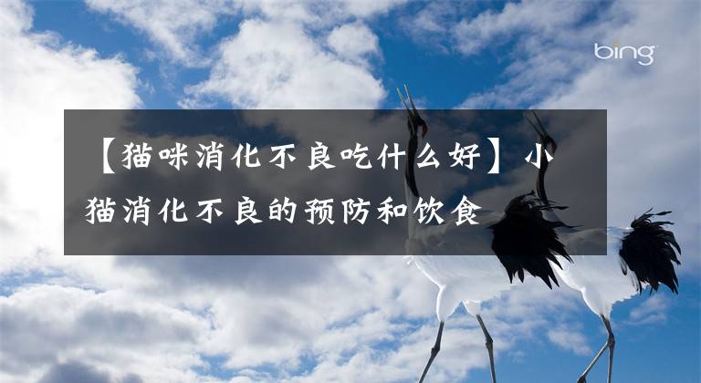 【猫咪消化不良吃什么好】小猫消化不良的预防和饮食文章配图
