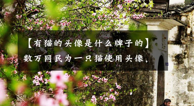 【有猫的头像是什么牌子的】数万网民为一只猫使用头像，百万分之一的运气会落在谁家？文章配图