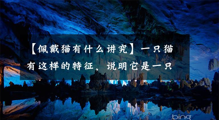 【佩戴猫有什么讲究】一只猫有这样的特征，说明它是一只好猫，养它是对的文章配图