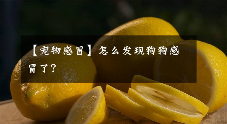 【宠物感冒】怎么发现狗狗感冒了？