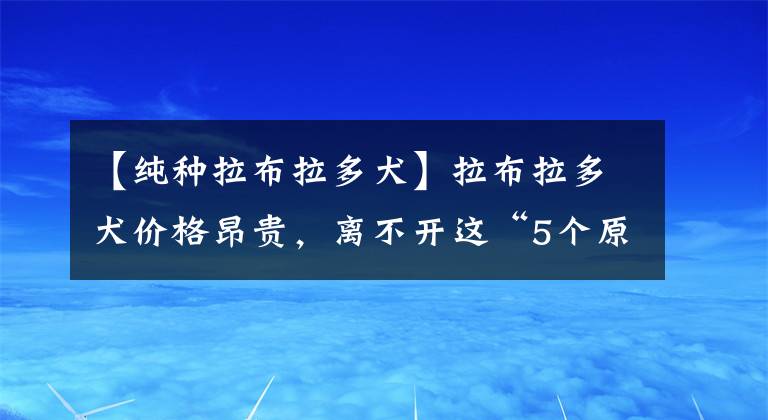 【纯种拉布拉多犬】拉布拉多犬价格昂贵，离不开这“5个原因”