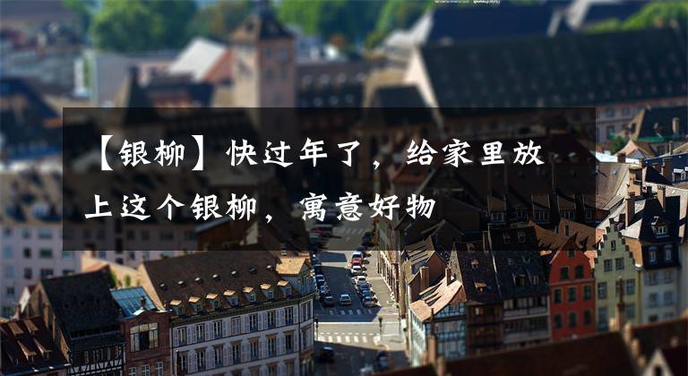 【银柳】快过年了，给家里放上这个银柳，寓意好物文章配图