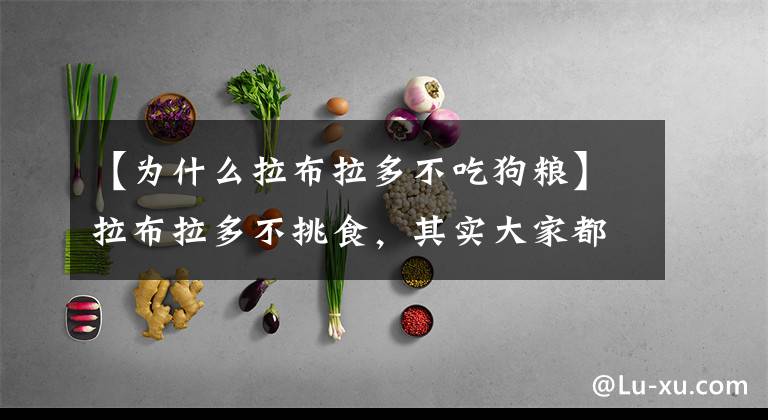 【为什么拉布拉多不吃狗粮】拉布拉多不挑食，其实大家都太宠它了！文章配图