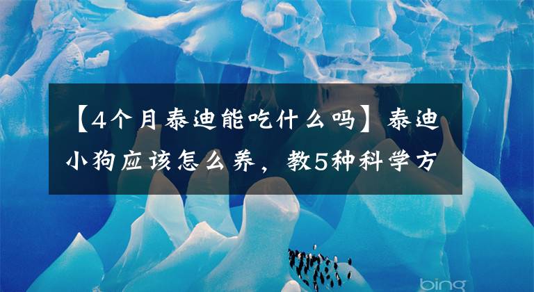 【4个月泰迪能吃什么吗】泰迪小狗应该怎么养，教5种科学方法，不学后悔文章配图