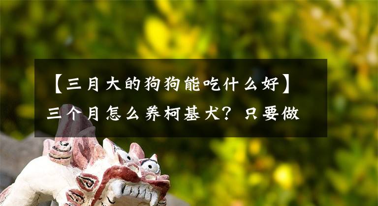 【三月大的狗狗能吃什么好】三个月怎么养柯基犬？只要做这几个内容，就能养聪明的狗文章配图