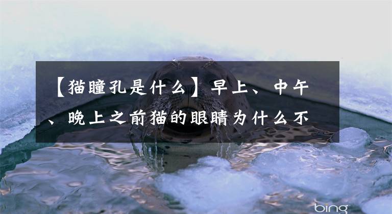 【猫瞳孔是什么】早上、中午、晚上之前猫的眼睛为什么不一样？文章配图