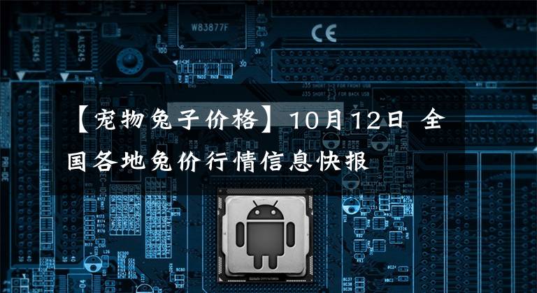 【宠物兔子价格】10月12日 全国各地兔价行情信息快报