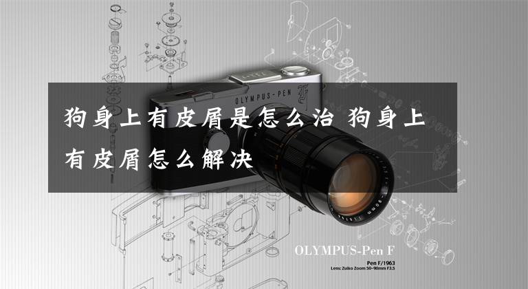 狗身上有皮屑是怎么治 狗身上有皮屑怎么解决文章配图
