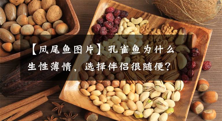 【凤尾鱼图片】孔雀鱼为什么生性薄情，选择伴侣很随便？一切为了生存