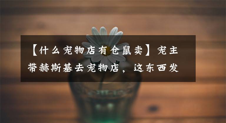 【什么宠物店有仓鼠卖】宠主带赫斯基去宠物店，这东西发现了一堆仓鼠，没有离开。(莎士比亚、仓鼠、宠物、宠物、宠物、宠物、宠物、宠物)文章配图