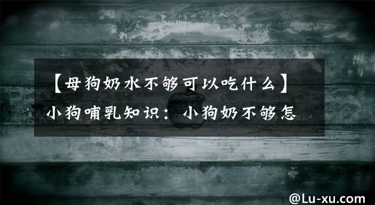 【母狗奶水不够可以吃什么】小狗哺乳知识：小狗奶不够怎么办？文章配图