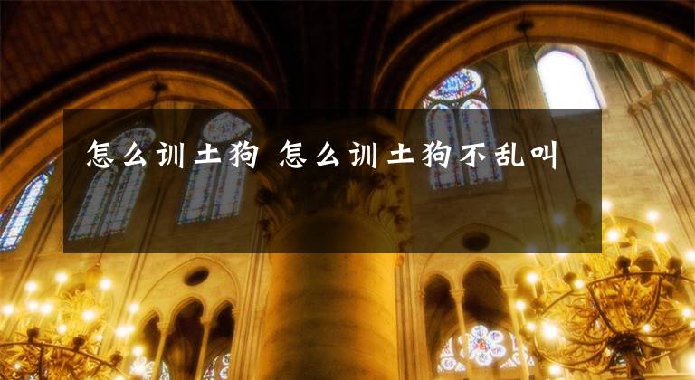 怎么训土狗 怎么训土狗不乱叫文章配图
