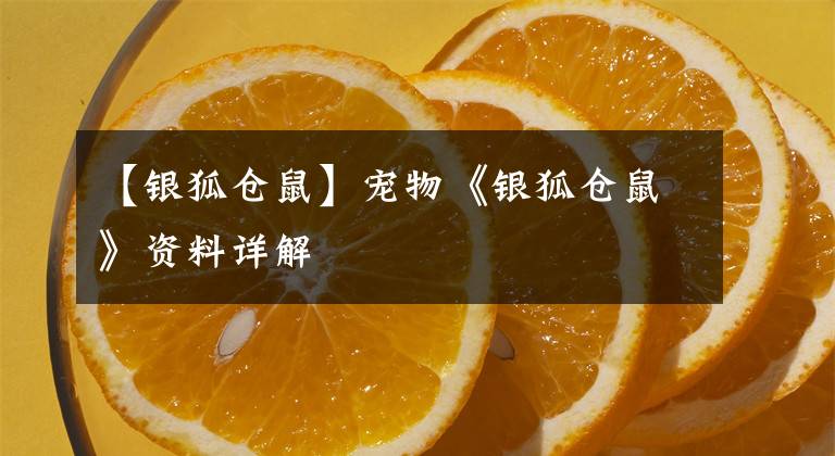 【银狐仓鼠】宠物《银狐仓鼠》资料详解