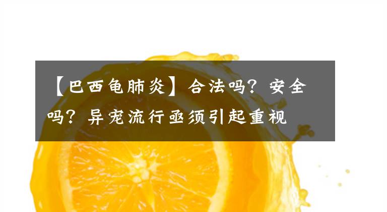 【巴西龟肺炎】合法吗？安全吗？异宠流行亟须引起重视