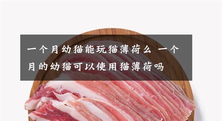 一个月幼猫能玩猫薄荷么 一个月的幼猫可以使用猫薄荷吗文章配图