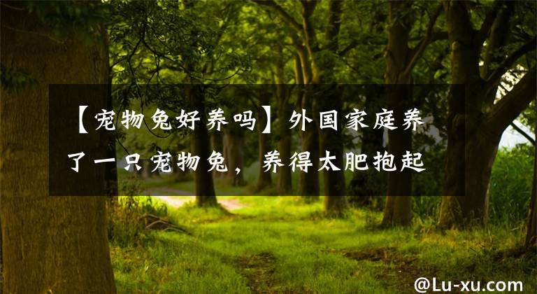 【宠物兔好养吗】外国家庭养了一只宠物兔，养得太肥抱起来都难，但又非常好玩有趣