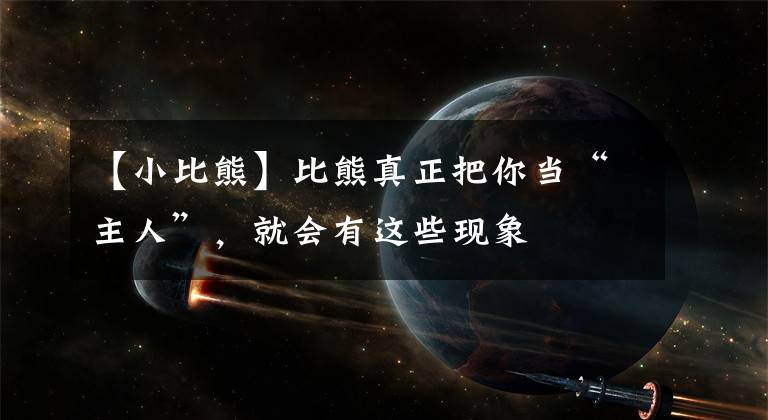 【小比熊】比熊真正把你当“主人”，就会有这些现象文章配图