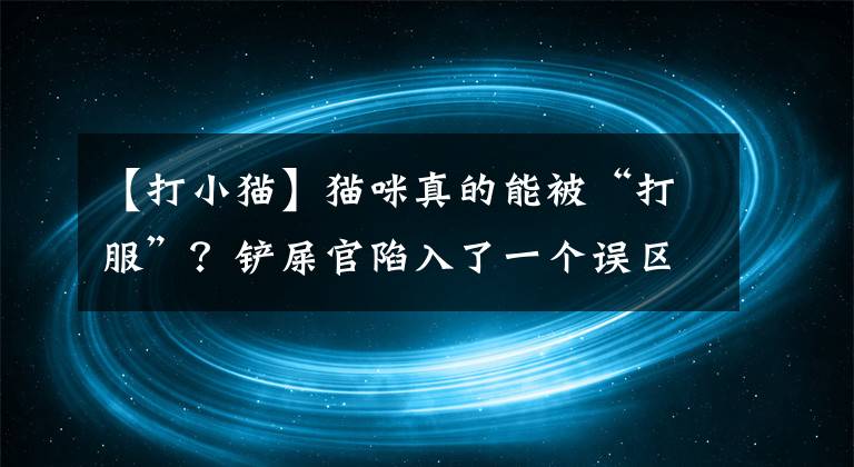 【打小猫】猫咪真的能被“打服”？铲屎官陷入了一个误区