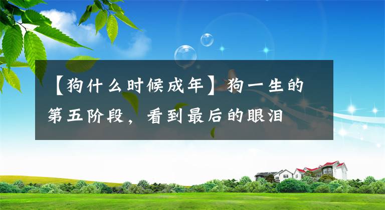 【狗什么时候成年】狗一生的第五阶段，看到最后的眼泪文章配图