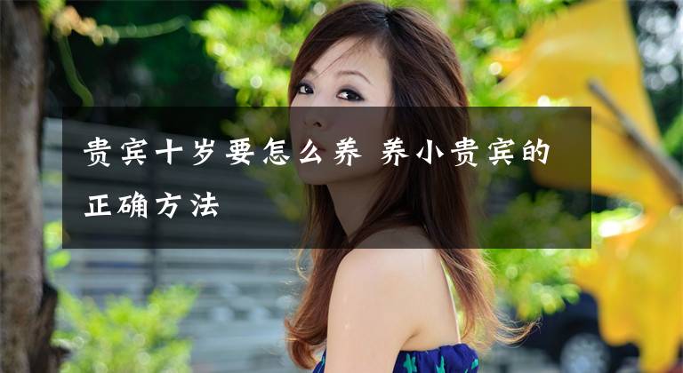 贵宾十岁要怎么养 养小贵宾的正确方法文章配图