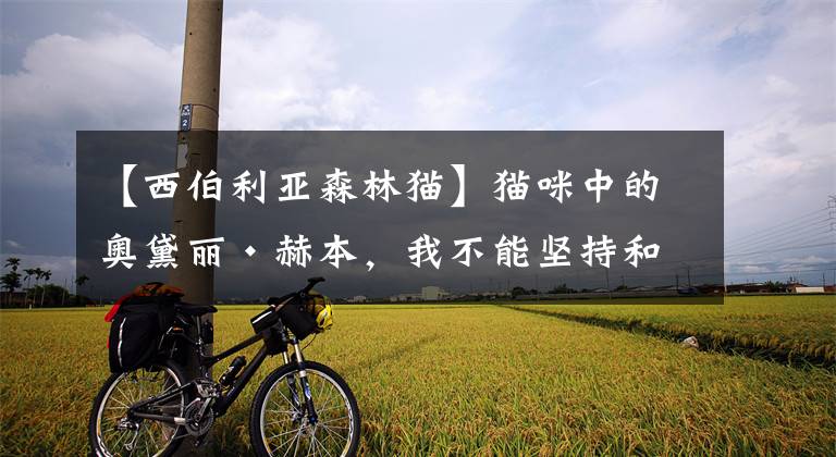【西伯利亚森林猫】猫咪中的奥黛丽·赫本，我不能坚持和它对视三秒文章配图