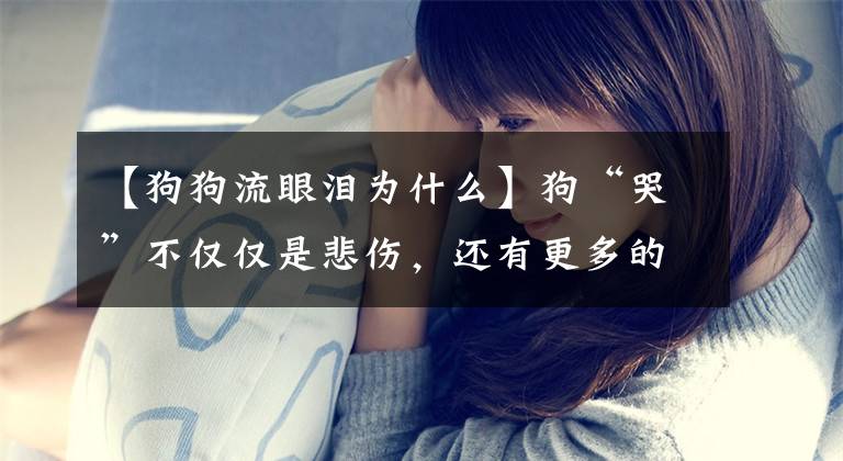 【狗狗流眼泪为什么】狗“哭”不仅仅是悲伤，还有更多的原因文章配图