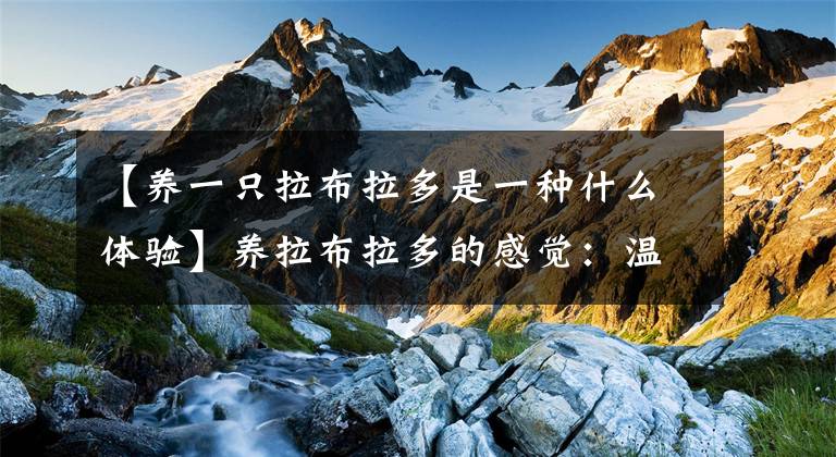 【养一只拉布拉多是一种什么体验】养拉布拉多的感觉：温顺，善良，知错就改，拉布拉多：不止如此。文章配图