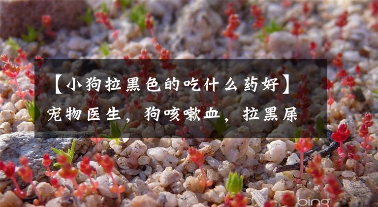 【小狗拉黑色的吃什么药好】宠物医生，狗咳嗽血，拉黑屎是怎么回事？文章配图