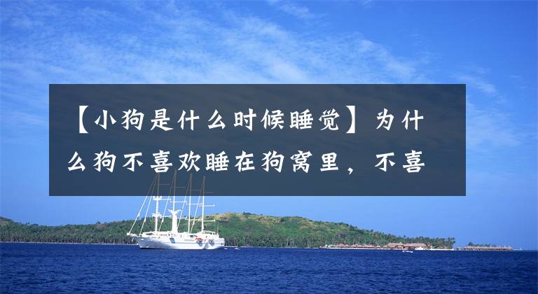 【小狗是什么时候睡觉】为什么狗不喜欢睡在狗窝里，不喜欢睡在这样的地方？文章配图