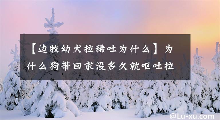 【边牧幼犬拉稀吐为什么】为什么狗带回家没多久就呕吐拉肚子，原来没注意这些！文章配图