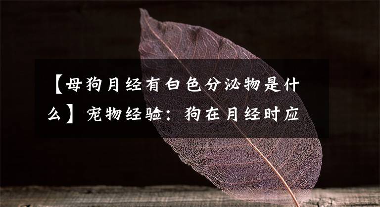 【母狗月经有白色分泌物是什么】宠物经验：狗在月经时应该注意什么？狗也会月经吗？有什么不同吗？文章配图
