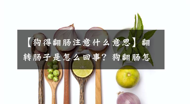【狗得翻肠注意什么意思】翻转肠子是怎么回事？狗翻肠怎么办？文章配图