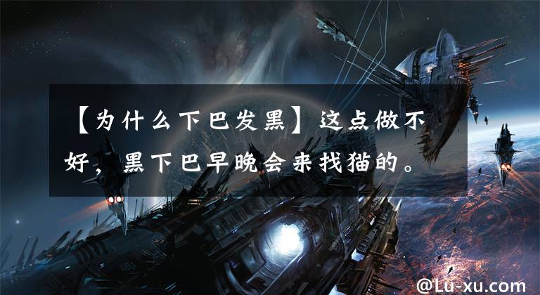 【为什么下巴发黑】这点做不好，黑下巴早晚会来找猫的。文章配图