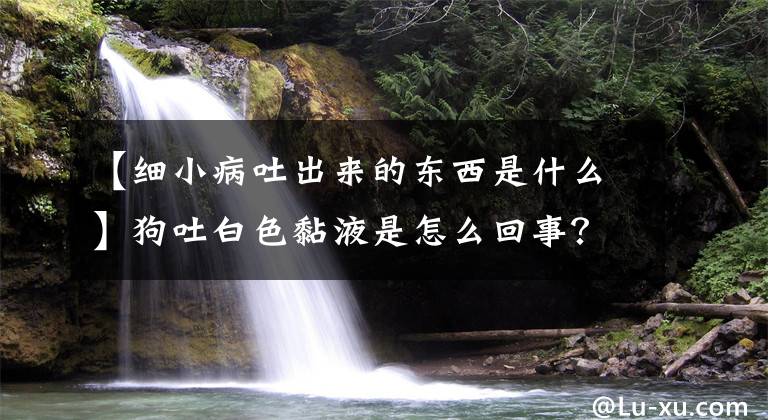 【细小病吐出来的东西是什么】狗吐白色黏液是怎么回事？这五个理由不容忽视文章配图