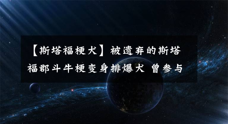 【斯塔福梗犬】被遗弃的斯塔福郡斗牛梗变身排爆犬 曾参与菲利普亲王葬礼保卫工作