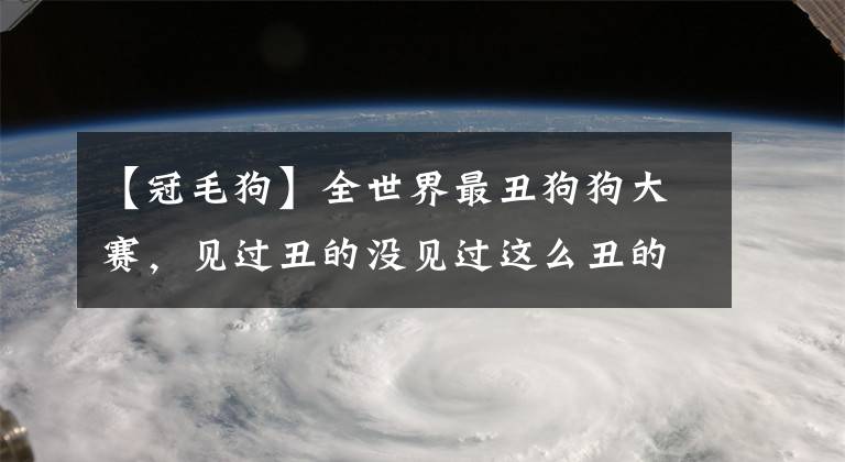 【冠毛狗】全世界最丑狗狗大赛，见过丑的没见过这么丑的