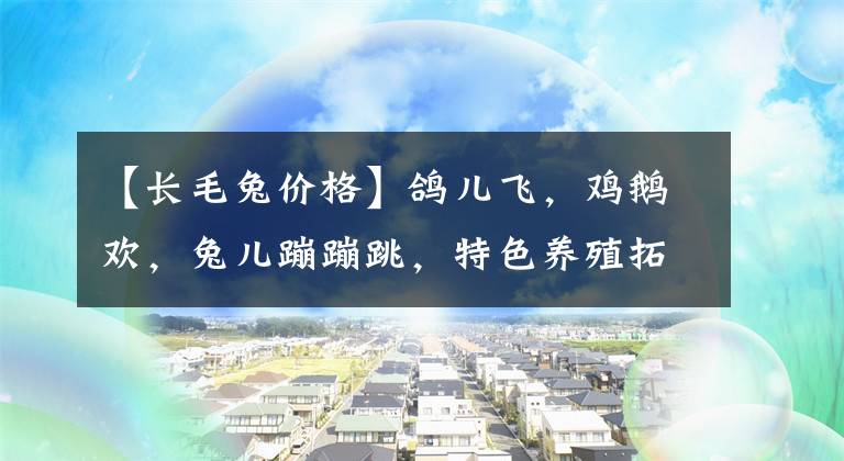 【长毛兔价格】鸽儿飞，鸡鹅欢，兔儿蹦蹦跳，特色养殖拓宽乡村致富路