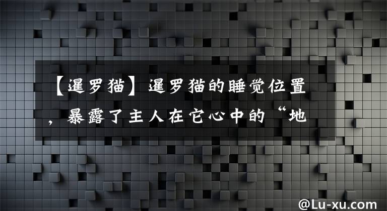 【暹罗猫】暹罗猫的睡觉位置，暴露了主人在它心中的“地位”