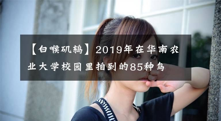 【白喉矶鸫】2019年在华南农业大学校园里拍到的85种鸟