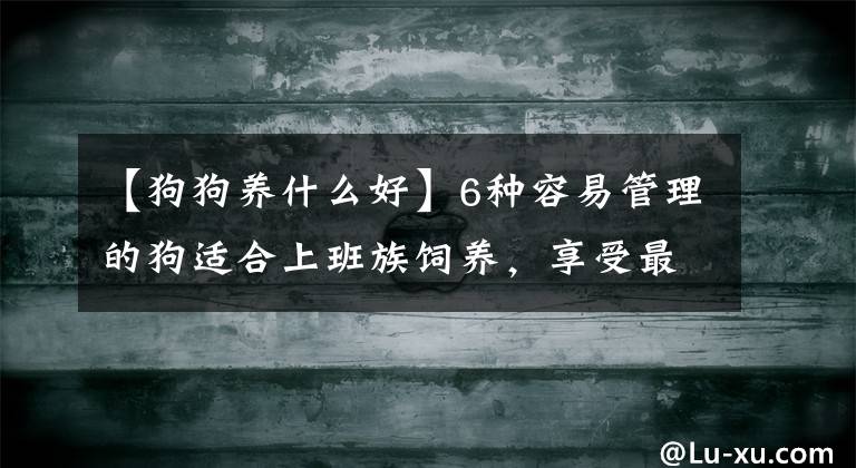【狗狗养什么好】6种容易管理的狗适合上班族饲养，享受最纯粹的鸡蛋狗生活文章配图